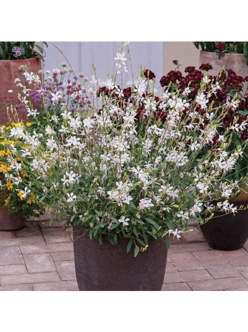 Évelő díszgyertya / GAURA lindheimeri 'Sparkle White'