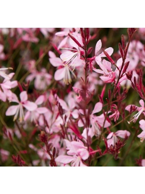 Évelő díszgyertya / GAURA lindheimeri 'Emmeline Pink Bouquet'