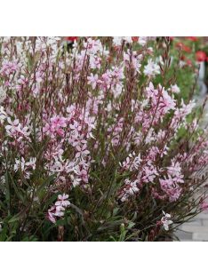   Évelő díszgyertya / GAURA lindheimeri 'Emmeline Pink Bouquet'