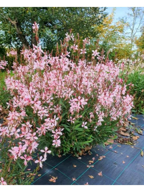 Évelő díszgyertya / GAURA lindheimeri 'Emmeline Pink Bouquet'