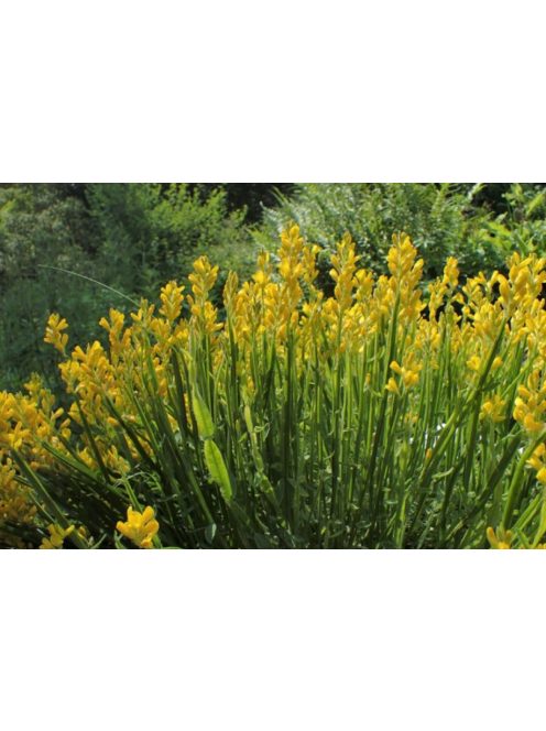 Szárnyas rekettye / GENISTA sagittalis 