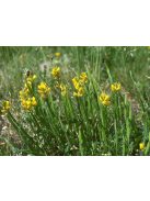 Szárnyas rekettye / GENISTA sagittalis 