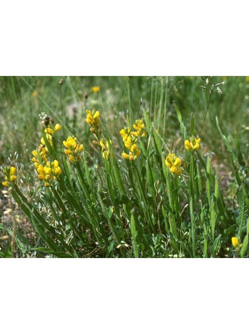 Szárnyas rekettye / GENISTA sagittalis 