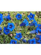 Széleslevelű tárnics / GENTIANA acaulis 
