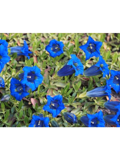 Széleslevelű tárnics / GENTIANA acaulis 