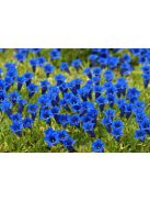 Széleslevelű tárnics / GENTIANA acaulis 