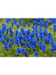 Széleslevelű tárnics / GENTIANA acaulis 