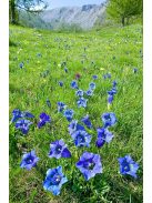 Széleslevelű tárnics / GENTIANA acaulis 