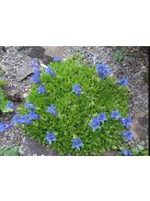 Széleslevelű tárnics / GENTIANA acaulis 