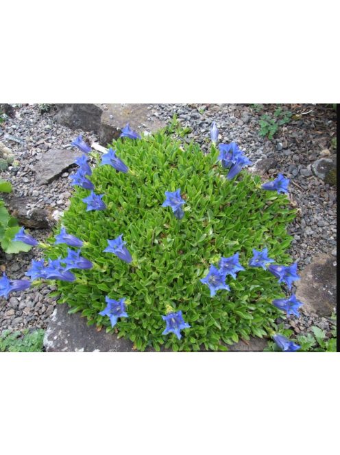 Széleslevelű tárnics / GENTIANA acaulis 