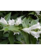Fecsketárnics / GENTIANA asclepiadea var. alba 