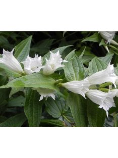 Fecsketárnics / GENTIANA asclepiadea var. alba 