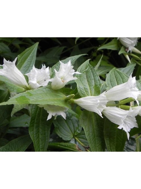 Fecsketárnics / GENTIANA asclepiadea var. alba 