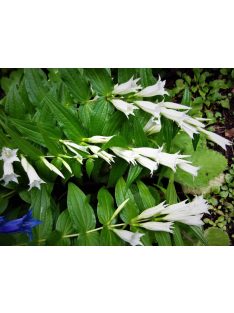 Fecsketárnics / GENTIANA asclepiadea var. alba 