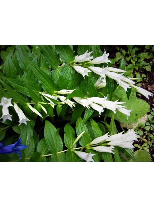 Fecsketárnics / GENTIANA asclepiadea var. alba 