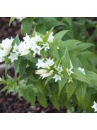 Fecsketárnics / GENTIANA asclepiadea var. alba 