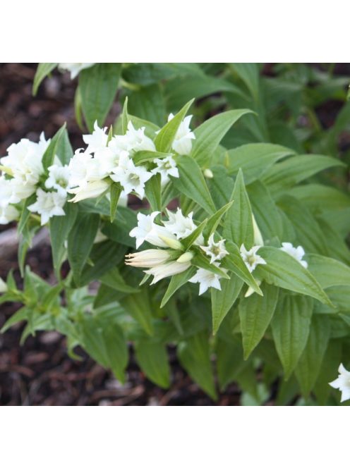 Fecsketárnics / GENTIANA asclepiadea var. alba 