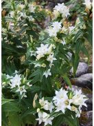 Fecsketárnics / GENTIANA asclepiadea var. alba 