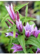 Fecsketárnics / GENTIANA asclepiadea 'Pink Swallow'