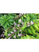 Fecsketárnics / GENTIANA asclepiadea 'Pink Swallow'