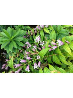   Fecsketárnics / GENTIANA asclepiadea 'Pink Swallow'