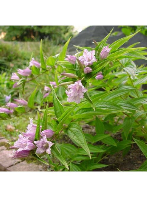 Fecsketárnics / GENTIANA asclepiadea 'Pink Swallow'