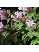 Fecsketárnics / GENTIANA asclepiadea 'Pink Swallow'