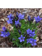 Tárnics / GENTIANA septemfida var. lagodechiana 'Bella Alpinella'