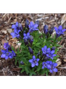   Tárnics / GENTIANA septemfida var. lagodechiana 'Bella Alpinella'