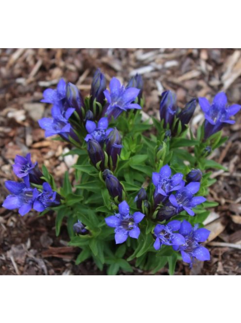 Tárnics / GENTIANA septemfida var. lagodechiana 'Bella Alpinella'