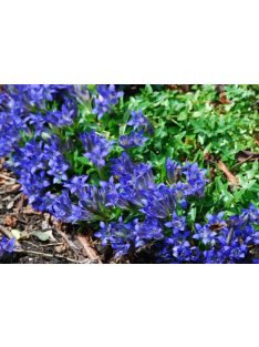   Tárnics / GENTIANA septemfida var. lagodechiana 'Bella Alpinella'