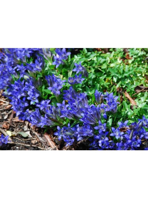 Tárnics / GENTIANA septemfida var. lagodechiana 'Bella Alpinella'