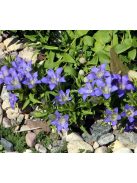 Tárnics / GENTIANA septemfida var. lagodechiana 'Bella Alpinella'