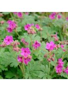 Illatos gólyaorr / GERANIUM macrorrhizum 