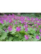 Illatos gólyaorr / GERANIUM macrorrhizum 