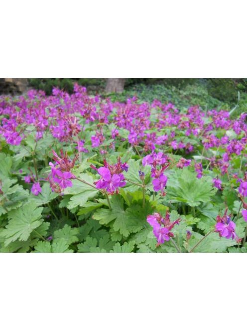 Illatos gólyaorr / GERANIUM macrorrhizum 