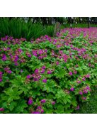 Illatos gólyaorr / GERANIUM macrorrhizum 
