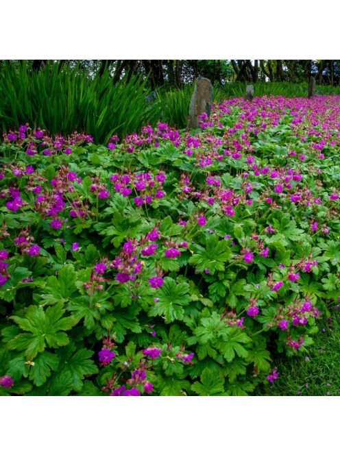 Illatos gólyaorr / GERANIUM macrorrhizum 