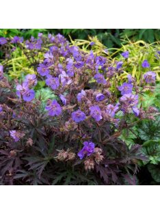 Mezei gólyaorr / GERANIUM pratense 'Dark Reiter'