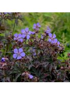 Mezei gólyaorr / GERANIUM pratense 'Dark Reiter'