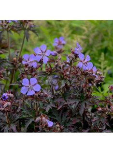 Mezei gólyaorr / GERANIUM pratense 'Dark Reiter'