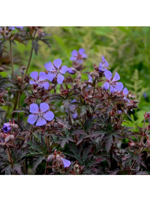 Mezei gólyaorr / GERANIUM pratense 'Dark Reiter'