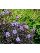 Mezei gólyaorr / GERANIUM pratense 'Dark Reiter'