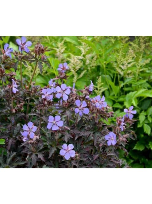 Mezei gólyaorr / GERANIUM pratense 'Dark Reiter'