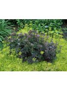 Mezei gólyaorr / GERANIUM pratense 'Dark Reiter'