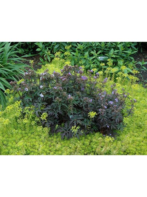 Mezei gólyaorr / GERANIUM pratense 'Dark Reiter'