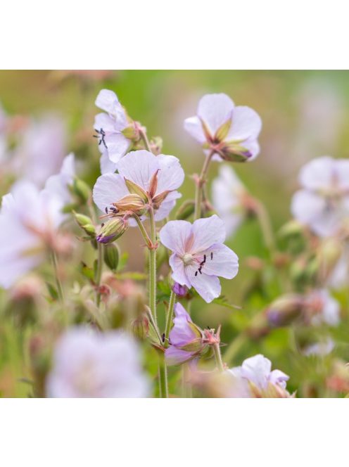 Mezei gólyaorr / GERANIUM pratense 'Rose Queen'