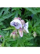 Mezei gólyaorr / GERANIUM pratense 'Rose Queen'
