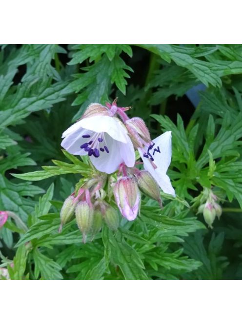Mezei gólyaorr / GERANIUM pratense 'Rose Queen'