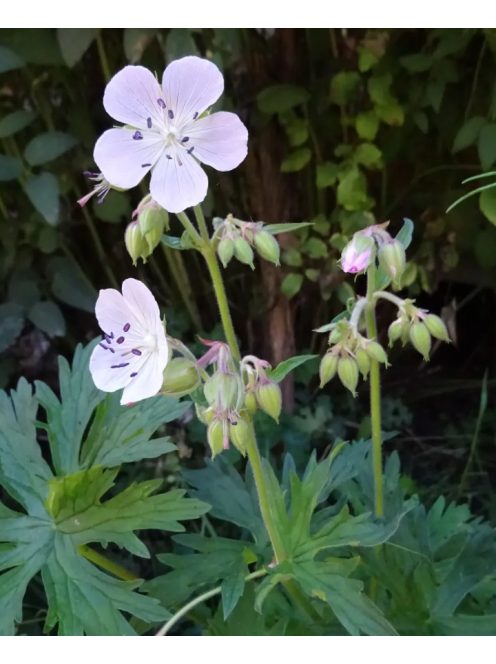 Mezei gólyaorr / GERANIUM pratense 'Rose Queen'